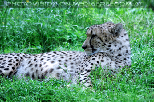 Gepard