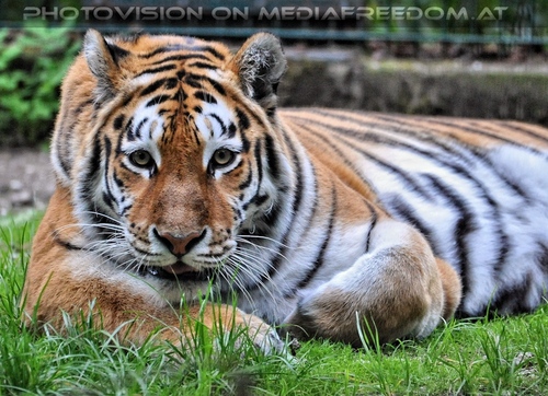Sibirische Tiger 10