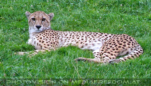 Gepard