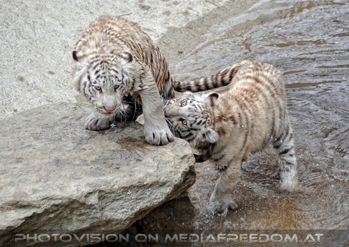 Reich der wei�en Tiger Drillinge 39