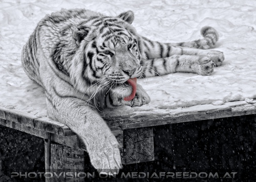 Winter dream - Pix 031