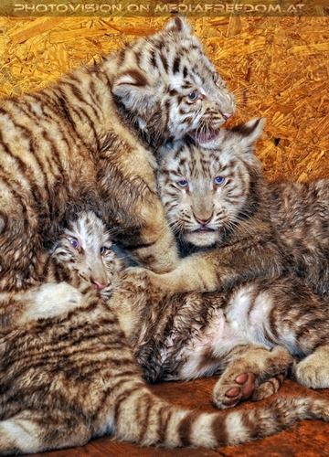 Die weissen Tiger Vierlinge 60