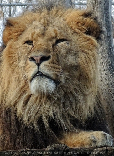 Afrikanische L�wen 01
