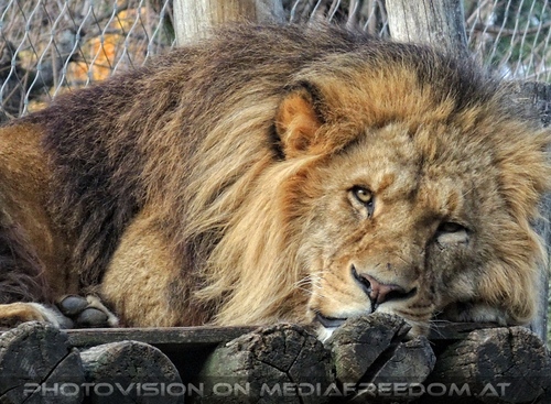 Afrikanische L�wen 02