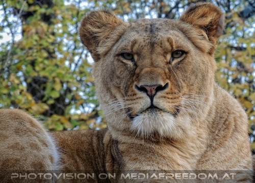 Afrikanische L�wen 04