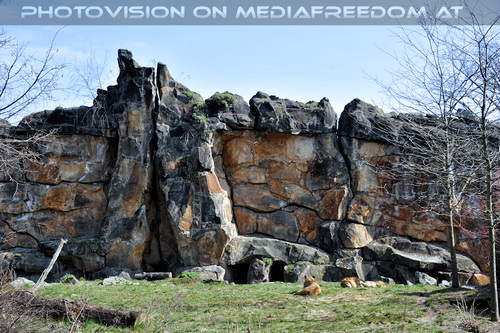 Afrikanische L�wen 1