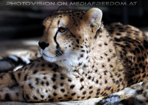 Geparde 01
