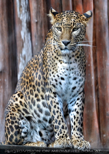 Leopard 01