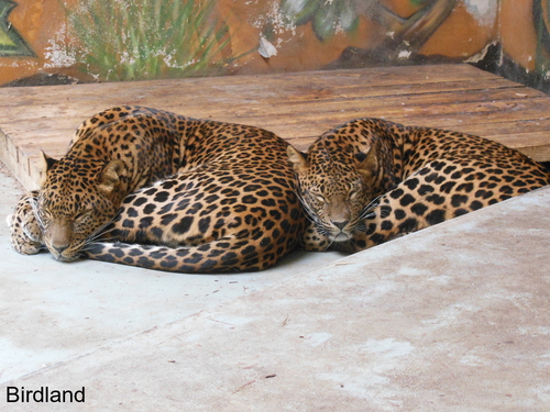 Leoparden: Leoparden