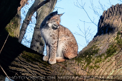Luchs 01