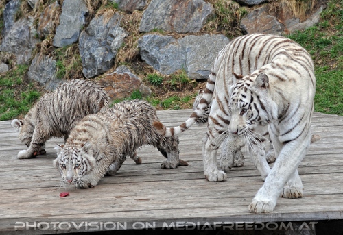 Reich der wei�en Tiger Drillinge 15