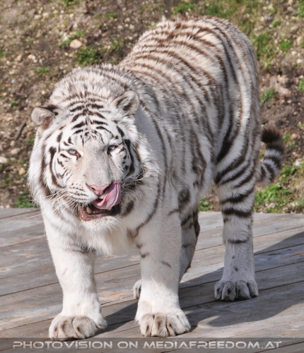 Weisser Tiger hat Apetit