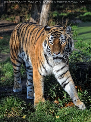 Sibirischer Tiger 01