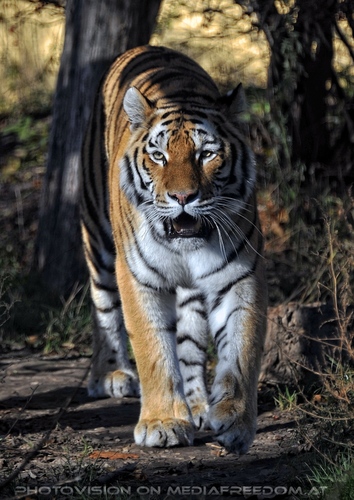 Sibirischer Tiger 02