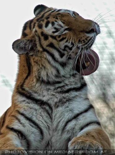 Sibirischer Tiger 04