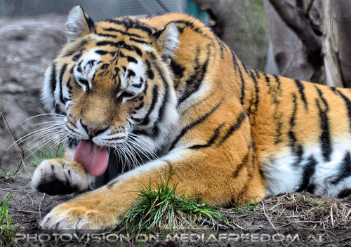 Sibirischer Tiger 08