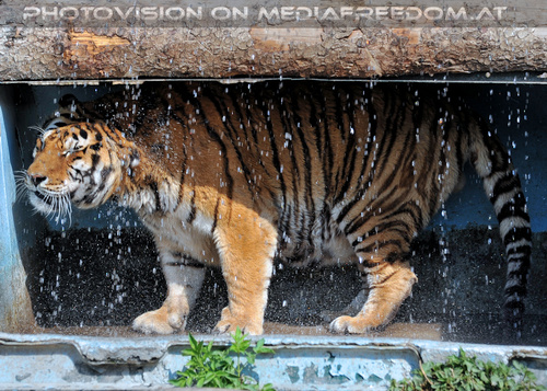 Sibirischer Tiger 09