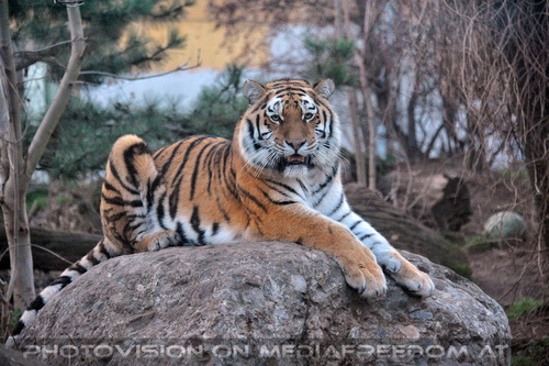 Sibirischer Tiger 10