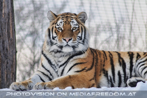 Pr�chtige Tigerin im Schnee