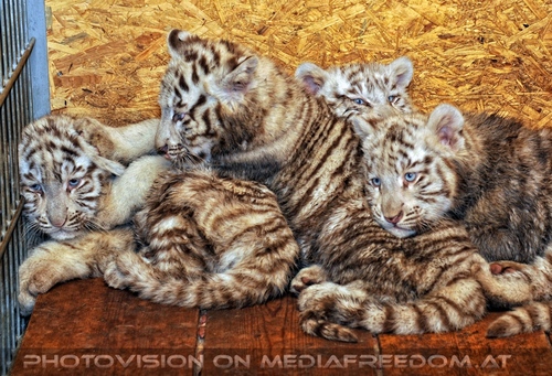 Die weissen Tiger Vierlinge 56