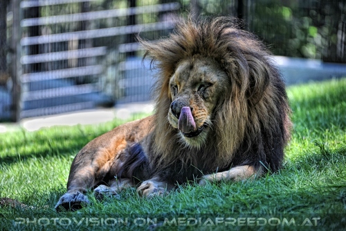 Afrikanische L�wen 01