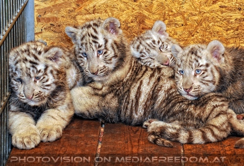 Die weissen Tiger Vierlinge 57