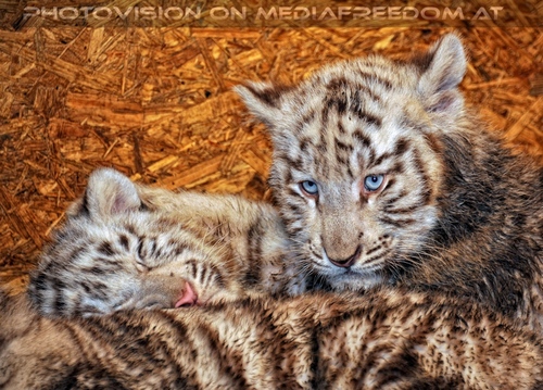 Die weissen Tiger Vierlinge 59