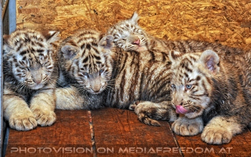 Die weissen Tiger Vierlinge 58