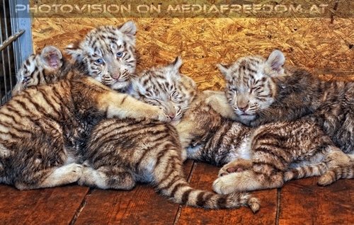 Die weissen Tiger Vierlinge 64