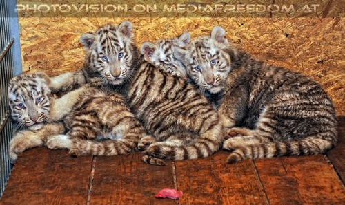 Die weissen Tiger Vierlinge 55