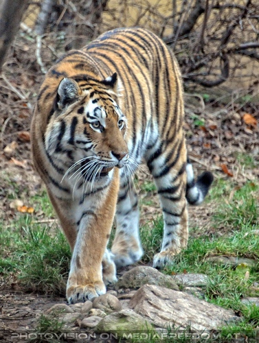 Tiger schleicht herum