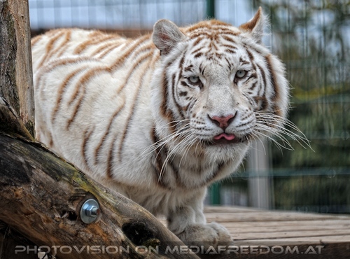 Die weissen Tiger Vierlinge 02