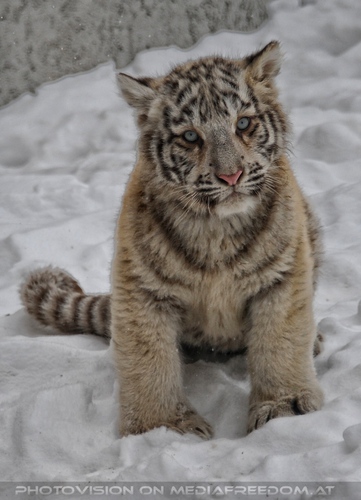 Winter dream - Pix 047