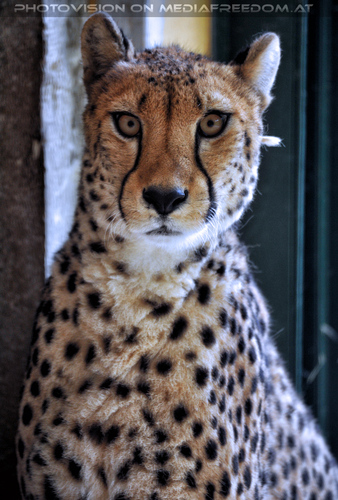 Gepard 8