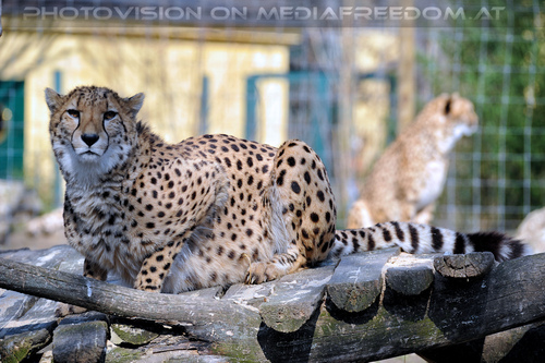 Geparde 7