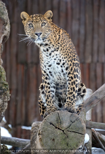 Leopard