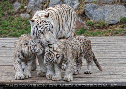 Reich der wei�en Tiger Drillinge 16