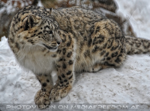 Winter dream - Pix 018