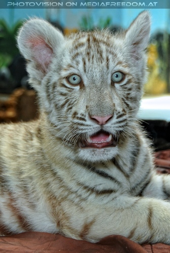 Wei�er Tiger Nachwuchs 09