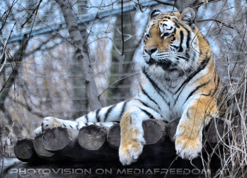 Sibirischer Tiger 04