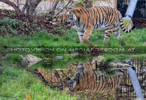 Sibirischer Tiger 05