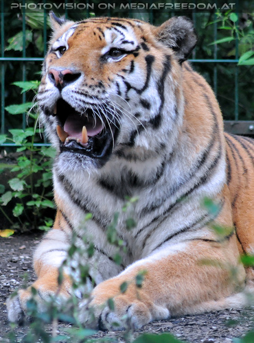 Sibirischer Tiger 07