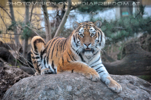 Sibirischer Tiger 09