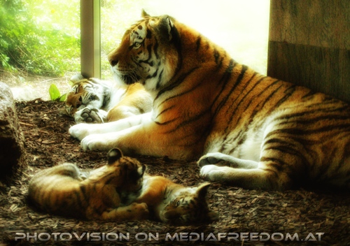 eine selten komplette Tigerfamilie