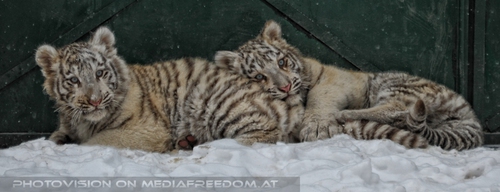 Winter dream - Pix 053