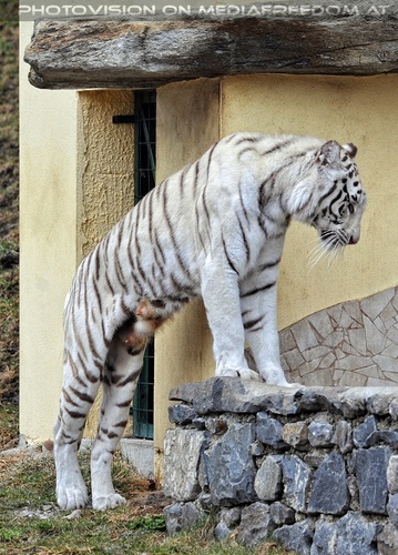 Die weissen Tiger Vierlinge 17