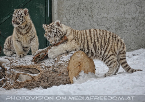 Winter dream - Pix 057