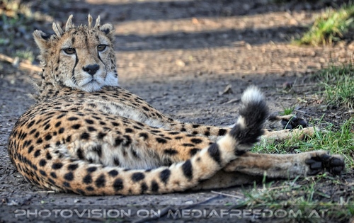 Gepard 1