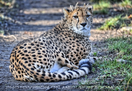 Gepard 2