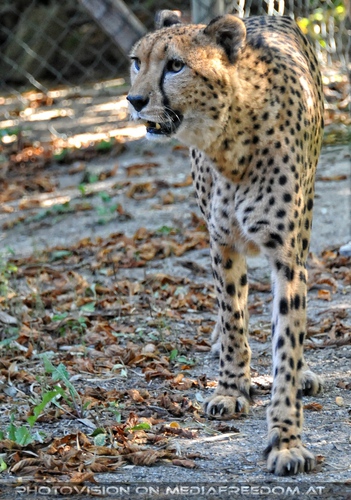 Gepard